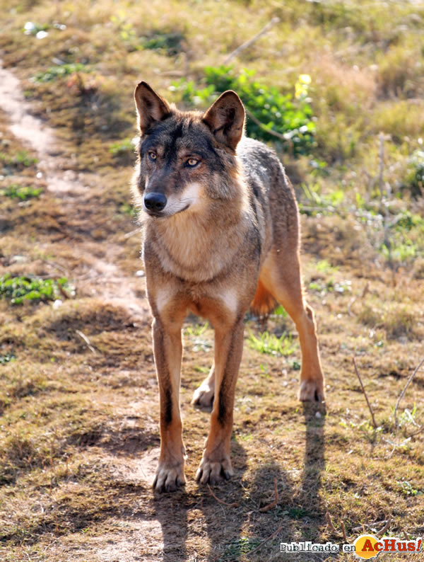/public/fotos2/lobo2-11022011.jpg