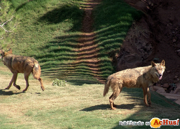/public/fotos2/lobos-12122014.jpg