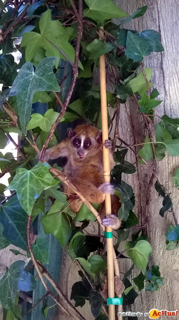 /public/fotos2/loris1-18072014.jpg