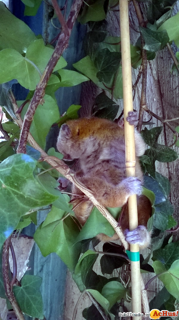 /public/fotos2/loris2-18072014.jpg