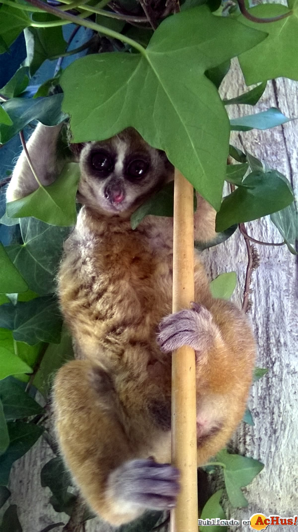 /public/fotos2/loris3-18072014.jpg