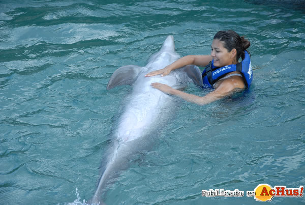 /public/fotos2/madres-y-crias-delphinus-xcaret-13022010.jpg