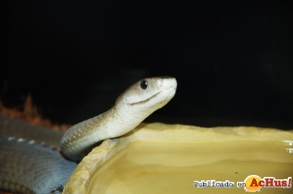 /public/fotos2/mamba-negra-28032013.jpg
