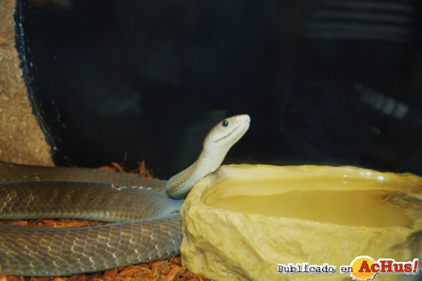 /public/fotos2/mamba-negra2-28032013.jpg