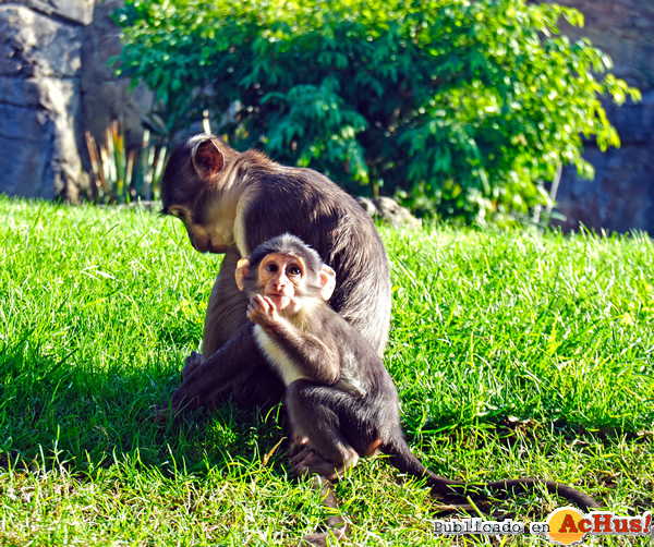/public/fotos2/mangabey-Bioparc-27052012.jpg