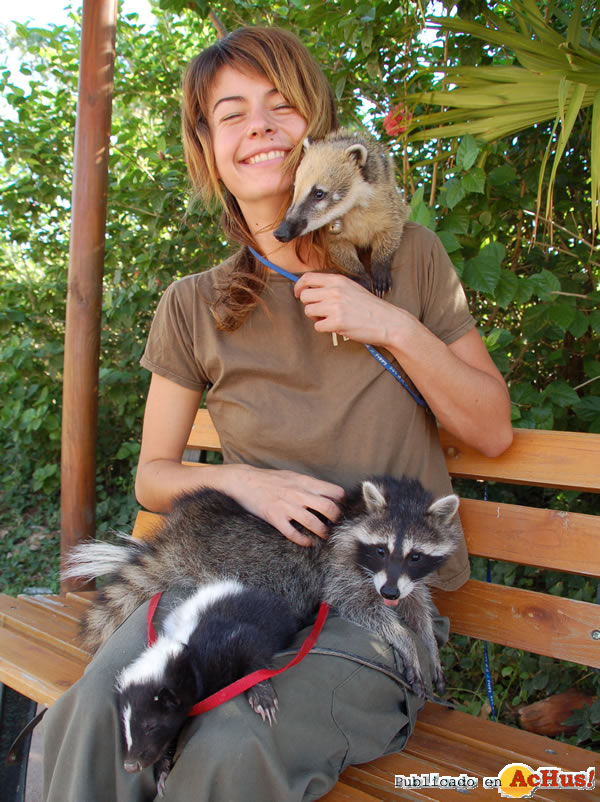 /public/fotos2/mofeta-coati-mapache-06102009.jpg