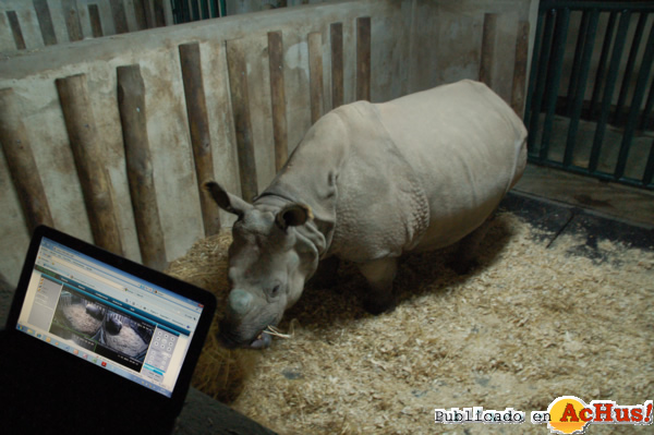 /public/fotos2/monitorizacion-rinoceronte-12012012.jpg