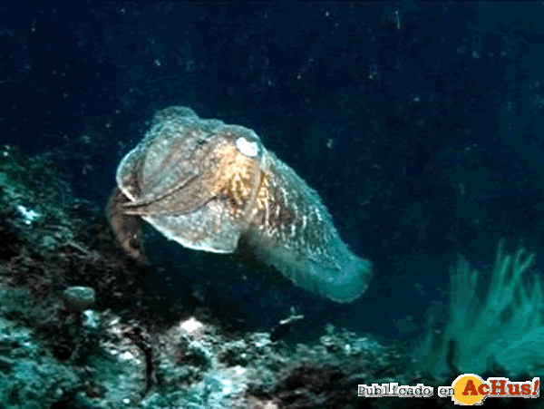 /public/fotos2/mundo-submarino-21052010.gif