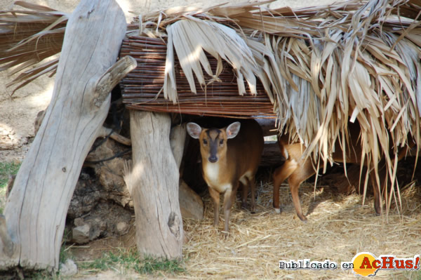 /public/fotos2/muntjac-20022014.jpg