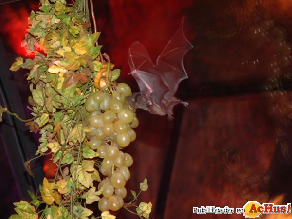 /public/fotos2/murcielagos-21032014.jpg