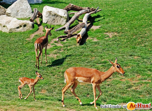 /public/fotos2/nueva-cria-impala-28062011.jpg