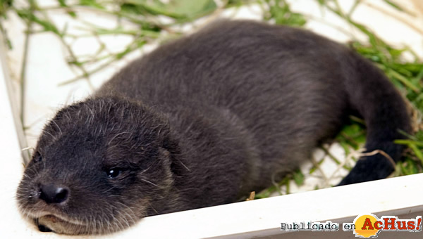 /public/fotos2/nutria-07112011.jpg
