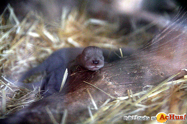 /public/fotos2/nutria-19092998.jpg
