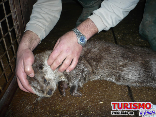 /public/fotos2/nutria-28022014.jpg