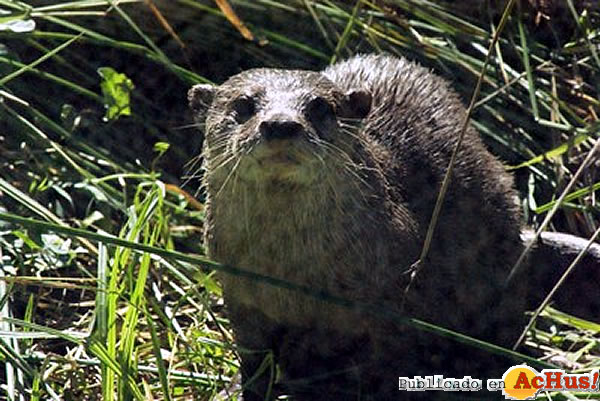 /public/fotos2/nutria-29072011.jpg