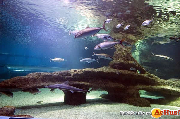 /public/fotos2/oceanario-30102010.jpg