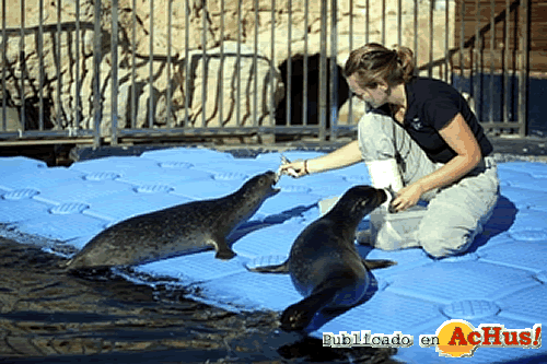 /public/fotos2/oceanografico-07112008.gif