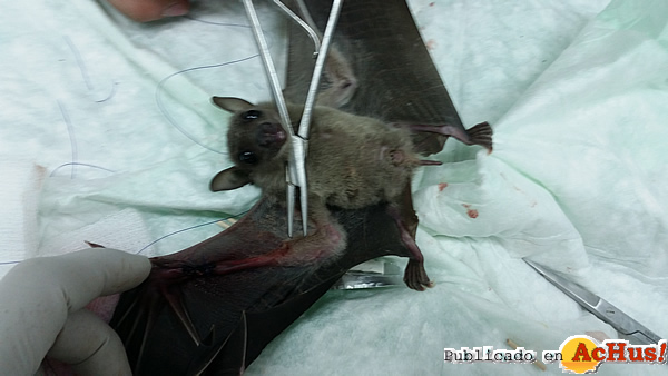 /public/fotos2/operacion-murcielago-06032015.jpg