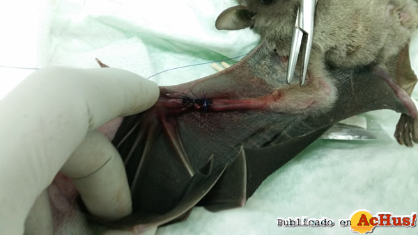 /public/fotos2/operacion-murcielago2-06032015.jpg