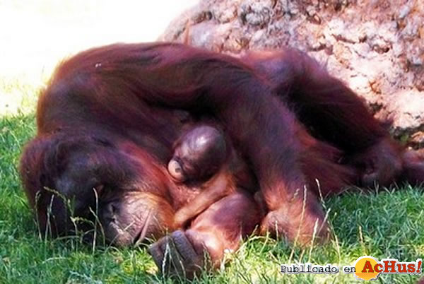 /public/fotos2/orangutan-04082010.jpg