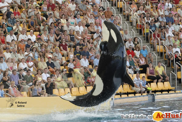 /public/fotos2/orca-show-22012009.jpg