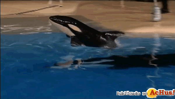 /public/fotos2/orcas-14102010.gif