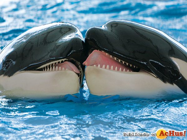 /public/fotos2/orcas-16012009.jpg