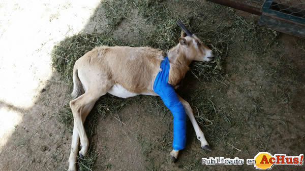 /public/fotos2/oryx2-20032015.jpg