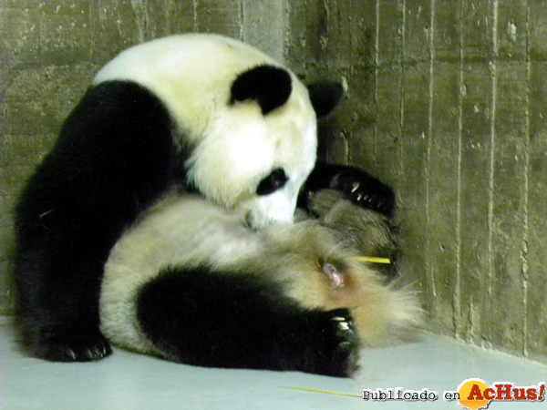/public/fotos2/oso-panda-30082013.jpg