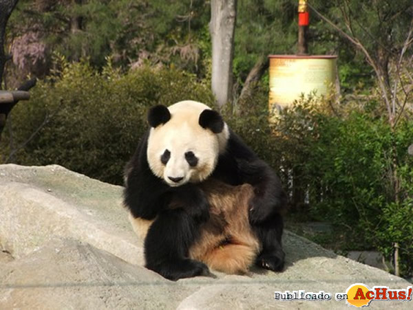 /public/fotos2/osos-panda-12072010.jpg