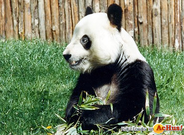 /public/fotos2/panda-03062010.jpg