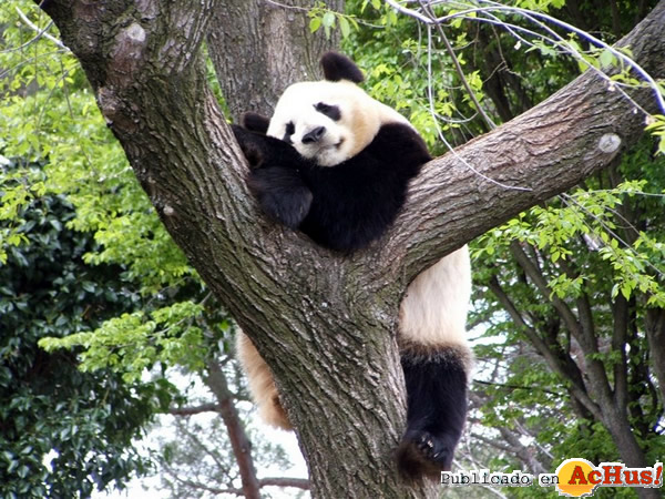 /public/fotos2/panda-gigante-22032010.jpg