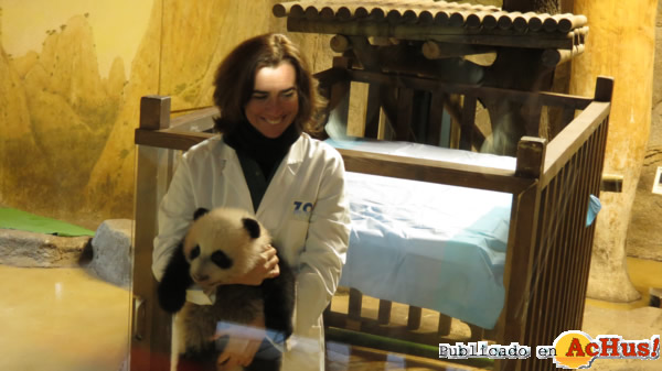 /public/fotos2/panda-zoo-madrid-05122013.jpg