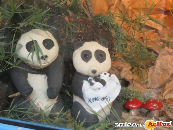 /public/fotos2/pandas-05122013.jpg