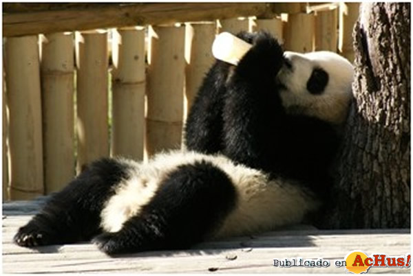 /public/fotos2/pandas-biberon-24072011.jpg