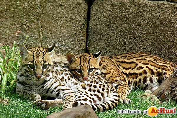 /public/fotos2/pareja-ocelotes-18112009.jpg