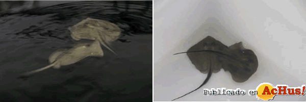 /public/fotos2/pastinacas-19092010.gif