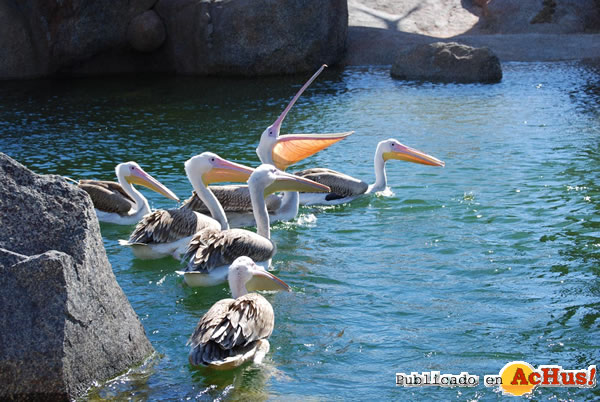 /public/fotos2/pelicanos-02022010.jpg