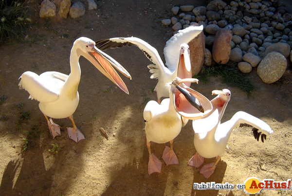 /public/fotos2/pelicanos-04062010.jpg
