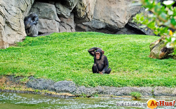 /public/fotos2/pequeno-chimpance-Kimbo-21102011.jpg