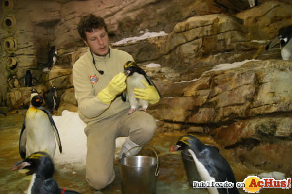 /public/fotos2/pinguinos-28112012.jpg