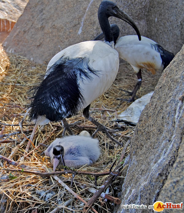 /public/fotos2/pollito-ibis-abril-03052011.jpg