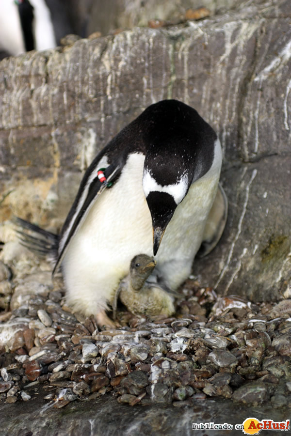 /public/fotos2/pollo-gentoo-30052013.jpg