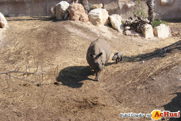 /public/fotos2/presentacion-cria-rinoceronte-01032012.jpg