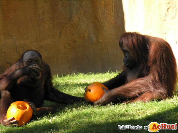 /public/fotos2/primates-calabazas-31102013.jpg