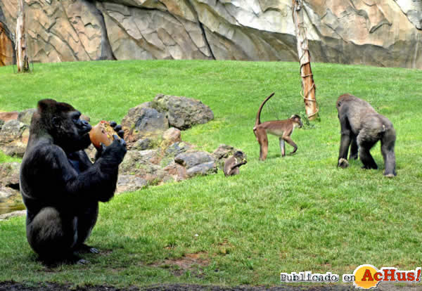 /public/fotos2/primates-helados-frutas-22072013.jpg
