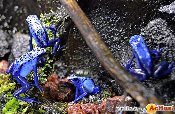/public/fotos2/ranas-veneno-azul-14082014.jpg