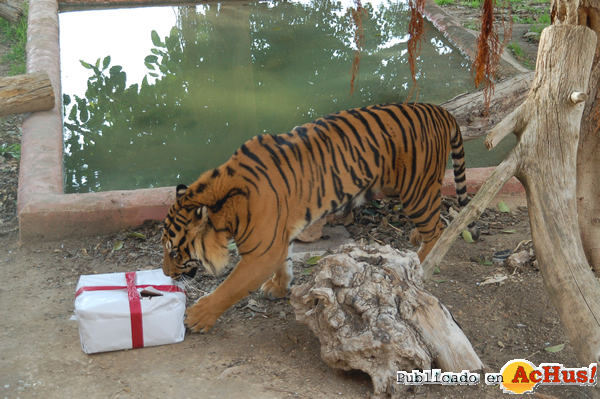 /public/fotos2/regalo-tigre-26122013.jpg