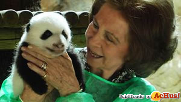 /public/fotos2/reina-panda-25032011.jpg