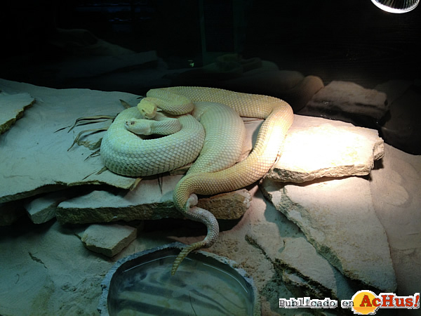 /public/fotos2/reproduccion-serpiente-albina-15032012.jpg